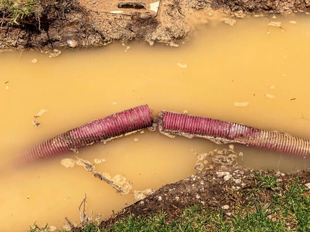 Best Basement water damage restoration  in Ocoee, FL